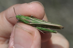 Chimarocephala elongata