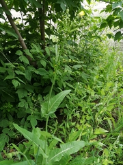 Sonchus arvensis