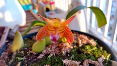 Orchidaceae