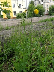Sonchus arvensis