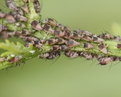 Metopeurum fuscoviride