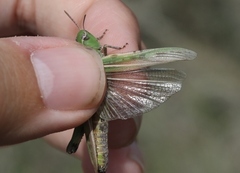Chimarocephala elongata