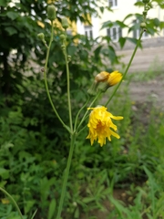 Sonchus arvensis
