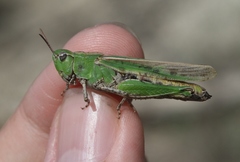 Chimarocephala elongata