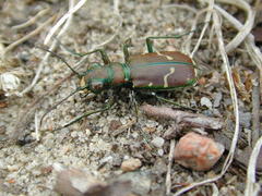 Cicindela limbalis