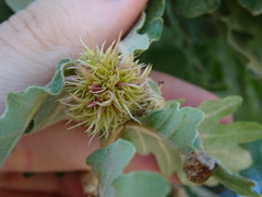 Andricus caputmedusae