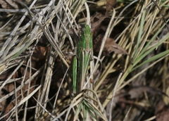 Chimarocephala elongata