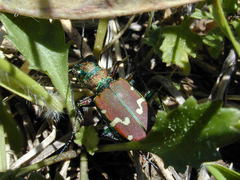 Cicindela limbalis