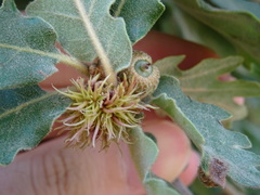 Andricus caputmedusae