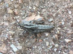 Dracotettix monstrosus