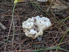 Sparassis spathulata