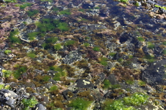 Parablennius laticlavius