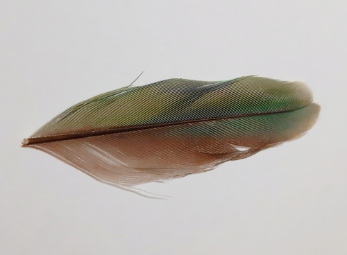 Plume de Guêpier d'Europe