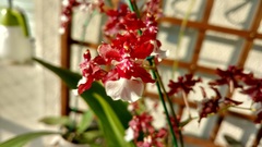 Orchidaceae