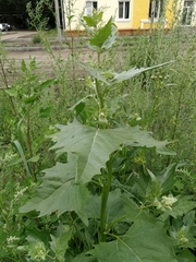 Atriplex sagittata