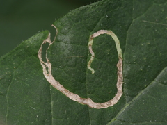 Aulagromyza cornigera