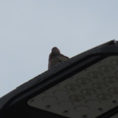 Zenaida macroura carolinensis