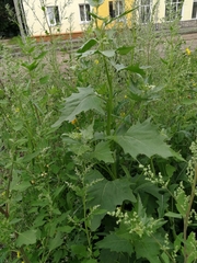 Atriplex sagittata