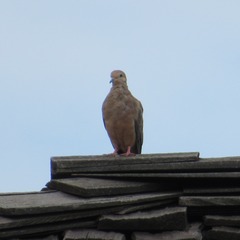 Zenaida macroura carolinensis