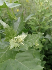 Atriplex sagittata