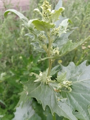 Atriplex sagittata