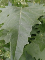 Atriplex sagittata