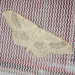 Idaea aversata