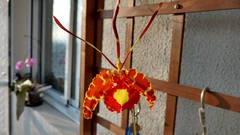 Orchidaceae