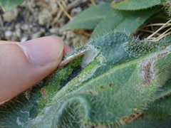 Odontiini