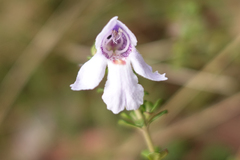 Prostanthera cuneata