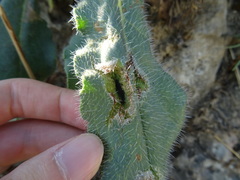 Odontiini