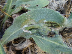 Odontiini