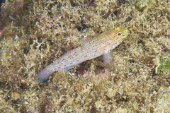 Gobius xanthocephalus