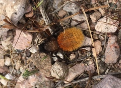 Dasymutilla magnifica