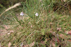 Prostanthera cuneata