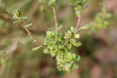 Prostanthera cuneata