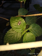 Rhaphigaster nebulosa