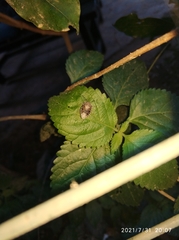 Rhaphigaster nebulosa