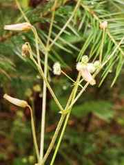 Sanicula uralensis
