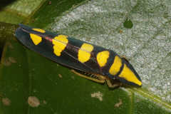 Platygonia spatulata
