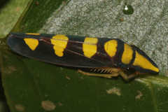 Platygonia spatulata