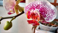 Orchidaceae