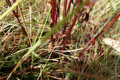 Gentianella cunninghamii