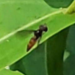 Ocyptamus antiphates