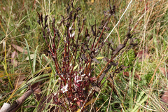 Gentianella cunninghamii