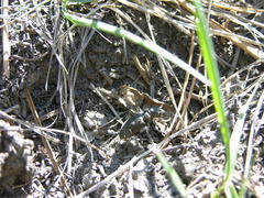 Cicindela longilabris