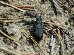 Cicindela longilabris
