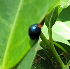 Curinus coeruleus