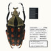 Orange-spotted Fruit Chafer - Photo (c) Natural History Museum:  Coleoptera Section, some rights reserved (CC BY-NC-SA)
