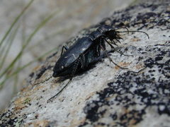 Cicindela longilabris